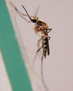 Aedes infirmatus, Aedes tormentor (Woodland Mosquitoes)