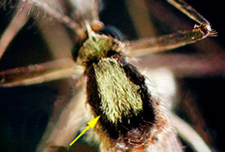 Silvery patch on top of Aedes infirmatus