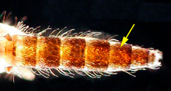 Identifying markings on Cx nigripalpus