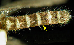idenifying markings on Culex pipiens quinquefasciatus