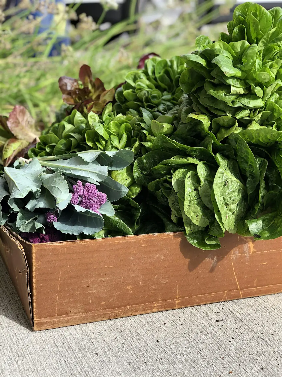 Plan-Now-for-Fall-vegetables.webp Plan-Now-for-Fall-vegetables.webp