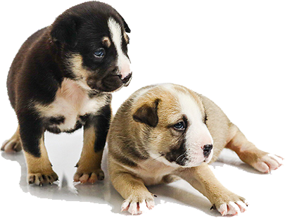 Puppies