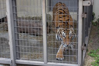 Photo of a tiger at the Zoo.